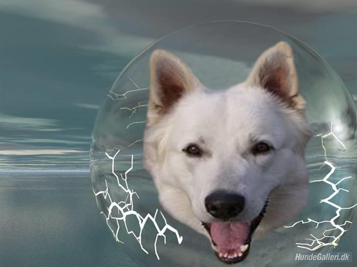 Hvid schæfer olsen - billede som Mette Egeborg har lavet billede 8