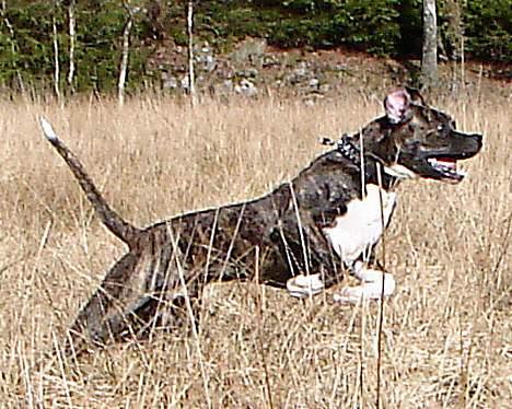 Amerikansk bulldog Boris - fra påske ferien i sverige 2007 billede 10