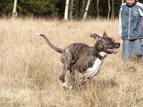 Amerikansk bulldog Boris - påsken 2007 i sverige billede 11