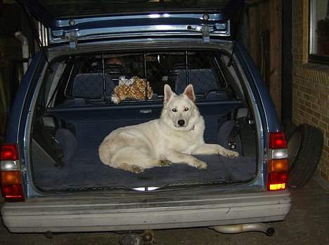 Hvid schæfer olsen - sååå kan de ikke køre uden mig billede 9