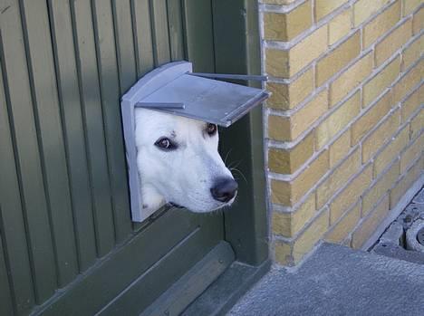 Hvid schæfer olsen - hallo mis du må ikke gå uden mig billede 10