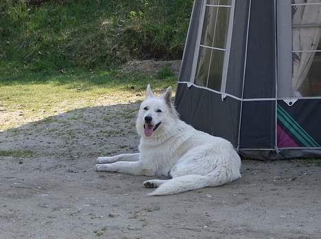 Hvid schæfer olsen - så er jeg på campig det nyder jeg billede 11