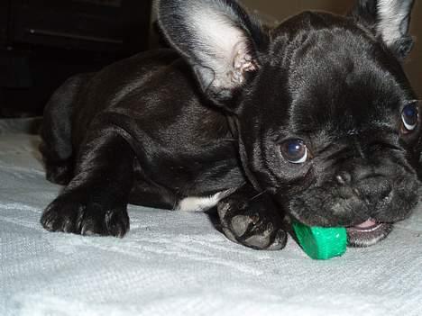 Fransk bulldog Rocko billede 1