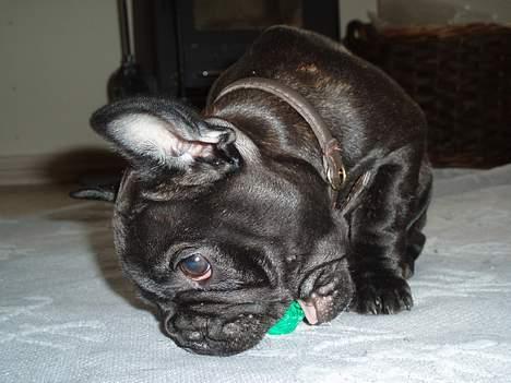 Fransk bulldog Rocko billede 2