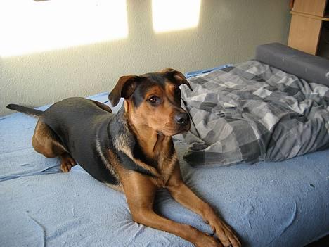 Blanding af racer freja billede 12