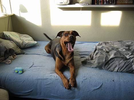 Blanding af racer freja billede 13