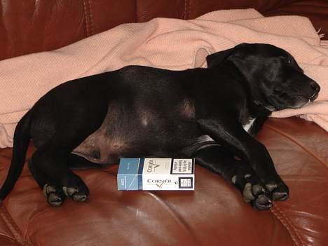 Labrador retriever Micky - Er det det man kalder tobak for en skilling? billede 9