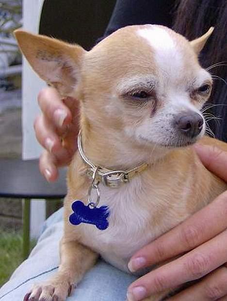 Chihuahua Mexi Xaxo (Xaxo) (R.I.P.) billede 11