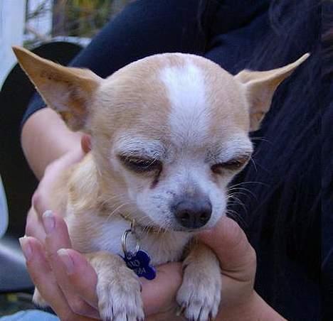 Chihuahua Mexi Xaxo (Xaxo) (R.I.P.) - øvv moaaar det dumme kamera ! billede 12