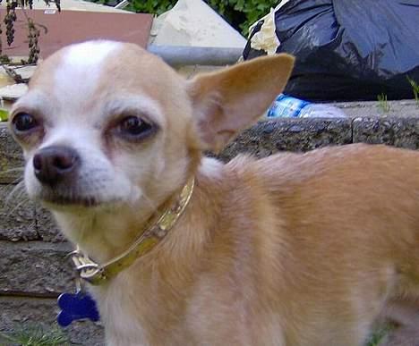Chihuahua Mexi Xaxo (Xaxo) (R.I.P.) - bliver 11 år i år d. 7 juli :o) jeg holder mig sku godt.  billede 13