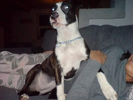 Amerikansk staffordshire terrier freja a billede 1