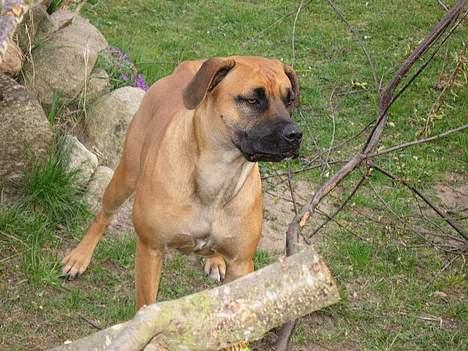 Blanding af racer ... - 16 Mdr billede 8