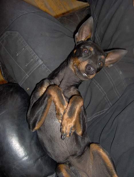 Engelsk toy terrier Fifi Gong Gong    - Ligger og smiler lidt til min "farmand"  billede 19