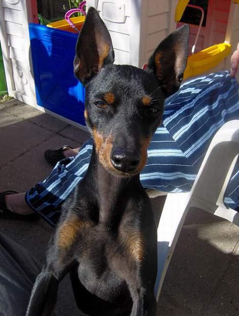 Engelsk toy terrier Fifi Gong Gong    - Hallo derinde  billede 20