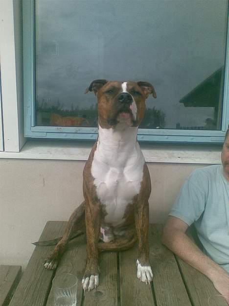 Blanding af racer Milo billede 19