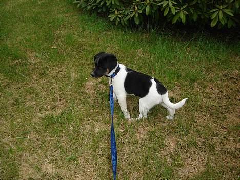 Dansk svensk gaardhund Balter - Her er jeg ude og gå i snor for første gang billede 1