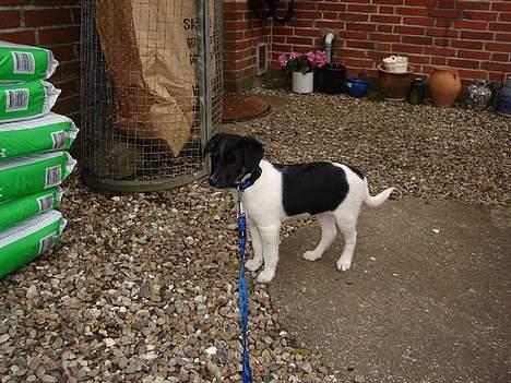 Dansk svensk gaardhund Balter - Her er jeg kun 10 uger billede 2