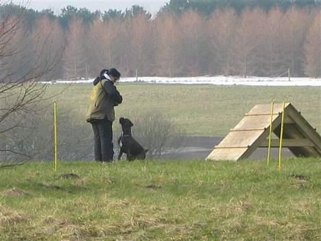 Boxer Dolce - Første konkurrence billede 17