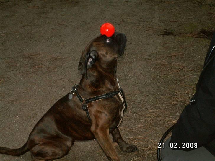 Boxer Dolce - Min lille søløve :-) billede 18