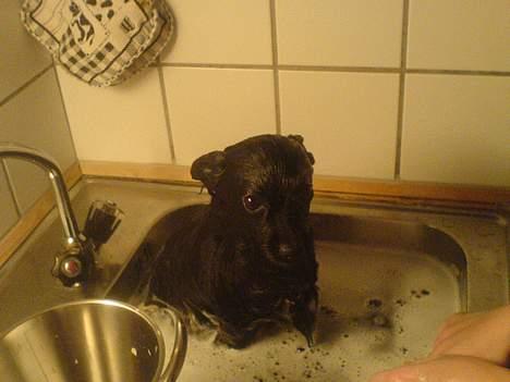 Kleinspitz Max billede 7