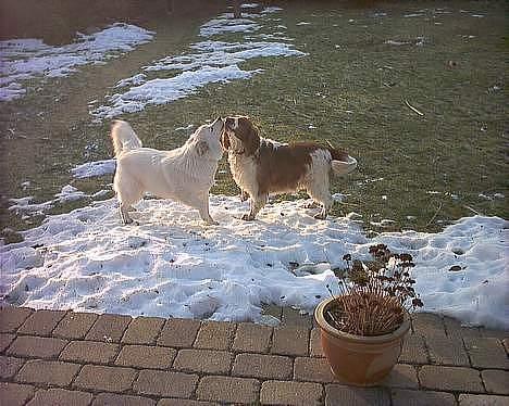 Welsh springer spaniel <3molly<3 - luna og mijn hund <33 fuck jeg elsker jer begge<33 billede 19