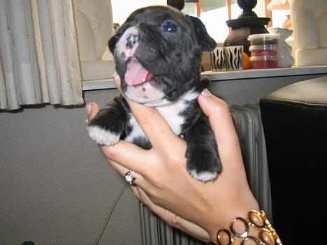 Fransk bulldog Gizmo billede 7