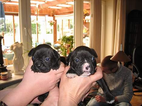 Fransk bulldog Gizmo billede 8