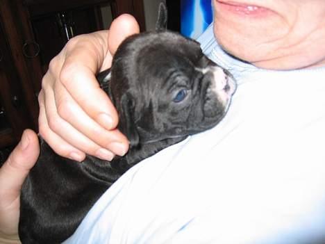 Fransk bulldog Gizmo billede 9