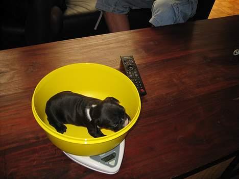 Fransk bulldog Gizmo billede 10