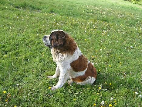 Sankt bernhardshund BIANKA(DØD14/5)SUK - BIANKA:P billede 2