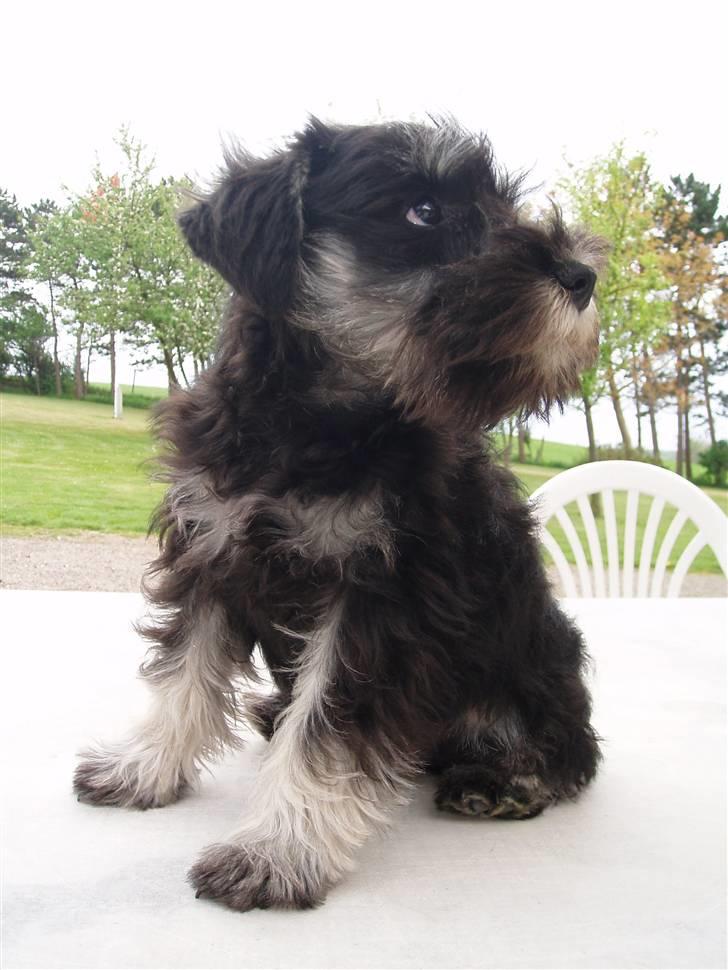 Dvaergschnauzer *Hr. Albert* - Ja det er mig der er Albert, ser jeg ikke dejlig fræk ud ? :) billede 1