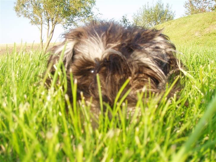 Dvaergschnauzer *Hr. Albert* billede 2