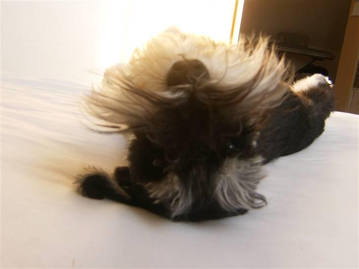 Dvaergschnauzer *Hr. Albert* - hej med dig :) billede 3