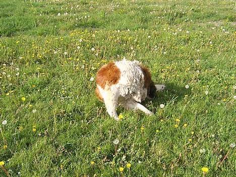 Sankt bernhardshund BIANKA(DØD14/5)SUK - BIANKA:P billede 11