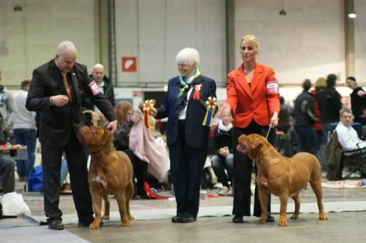Dogue de bordeaux #Bufas# - Frederecia Bufas til venstre Resultat BIR. højre Mor Brenda resultat  bedste tæve billede 9
