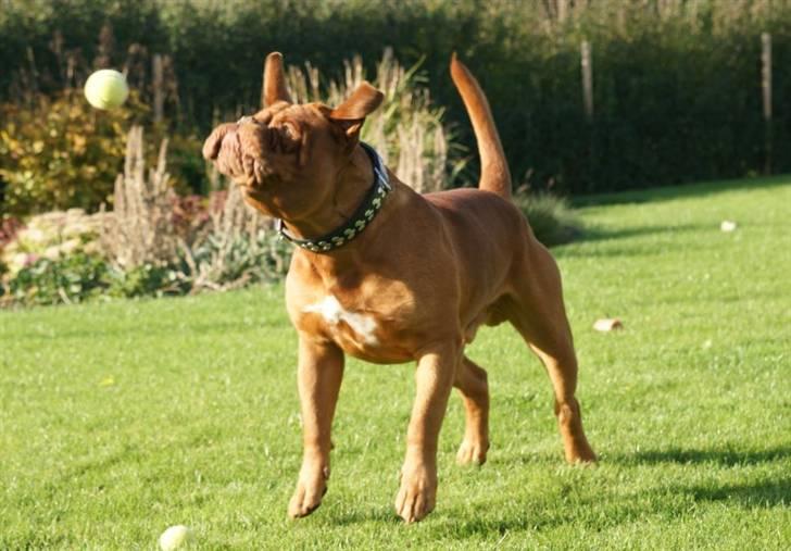 Dogue de bordeaux #Bufas# billede 10