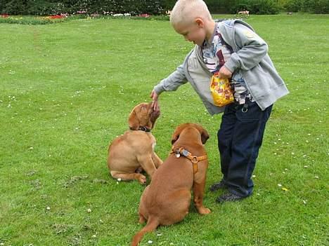 Dogue de bordeaux #Bufas# - Bufas & Olsen billede 11