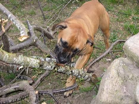 Blanding af racer ... billede 9