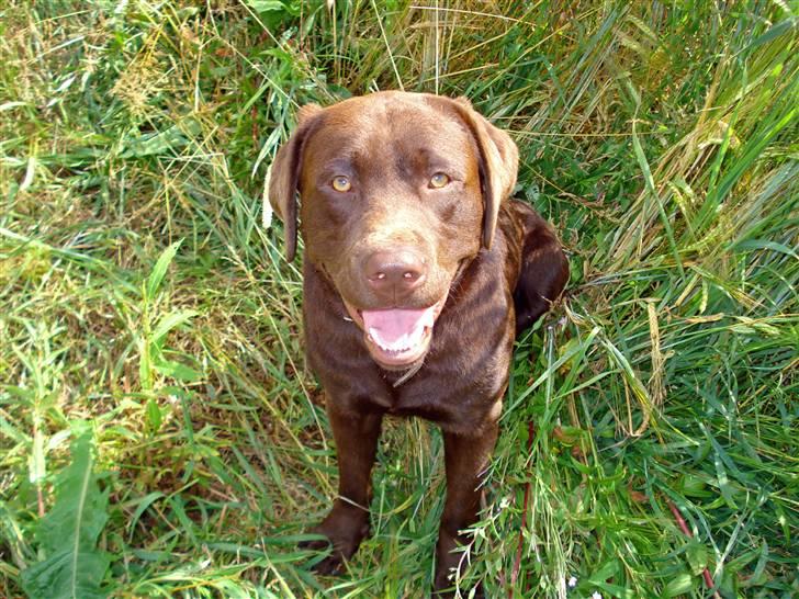 Labrador retriever Boxi - Hej Jeg er Boxi og velkommen til min profil. billede 1