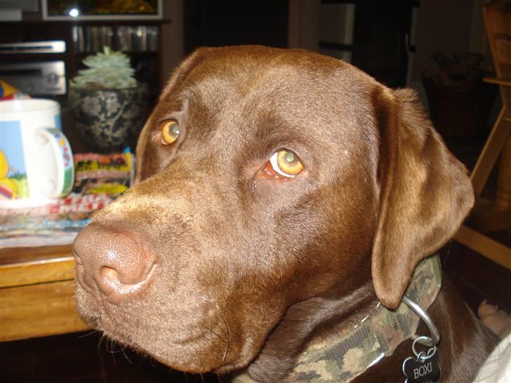 Labrador retriever Boxi - Sikke en flottenherimer :-) billede 2