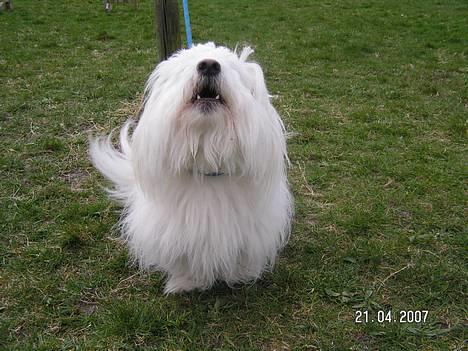 Coton de tulear Kenzo - VUF... Skal vi snart igang igen?? billede 19