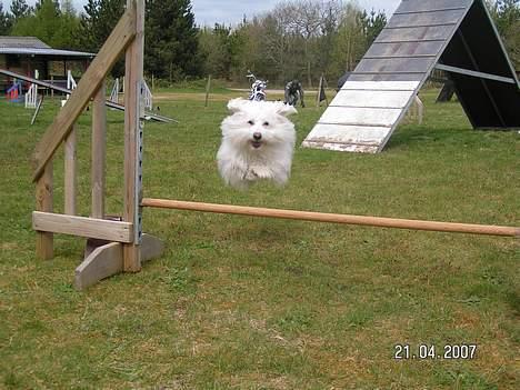 Coton de tulear Kenzo - Og et lille spring : ) billede 20