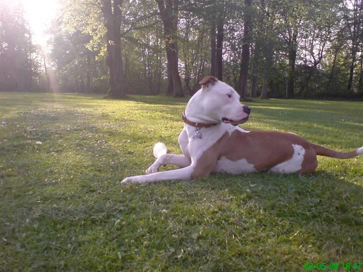 Amerikansk bulldog Kettners Ea´s Bella - Solnedgang.. billede 20