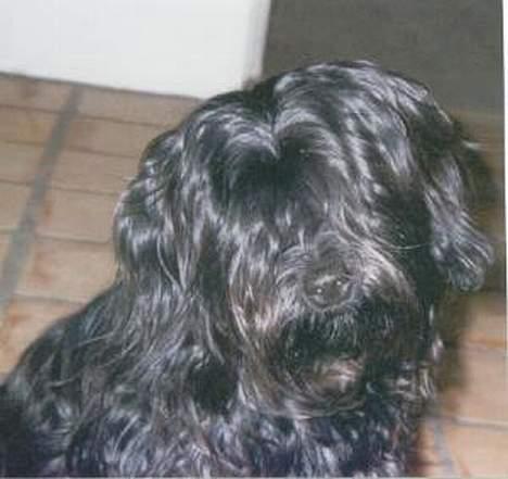 Tibetansk terrier Buma - Buma med lang fritte billede 1