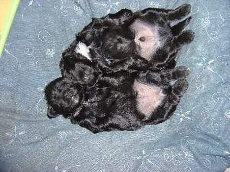 Tibetansk terrier Buma billede 2