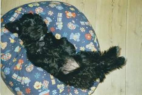 Tibetansk terrier Buma - Buma i babystol billede 3