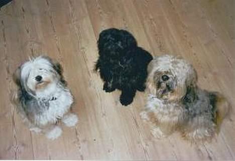 Tibetansk terrier Buma - Sociale Buma billede 4