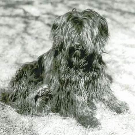 Tibetansk terrier Buma billede 5