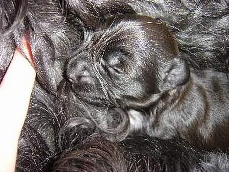 Tibetansk terrier Buma billede 6