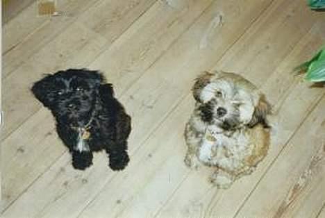 Tibetansk terrier Buma billede 7